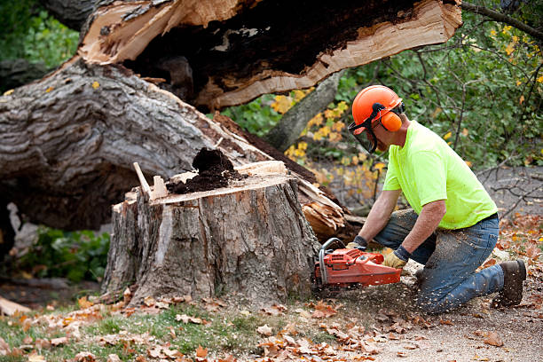 How Our Tree Care Process Works  in  Caraway, AR