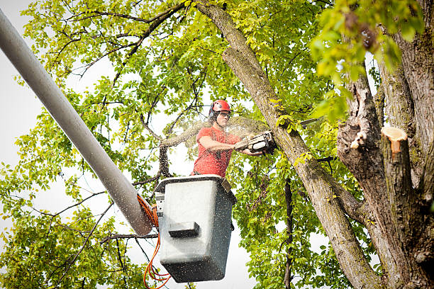 Caraway, AR Tree Services Company